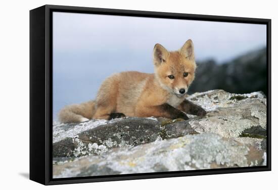 Red Fox Cub Resting on Rock-null-Framed Stretched Canvas