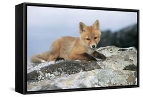 Red Fox Cub Resting on Rock-null-Framed Stretched Canvas