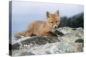 Red Fox Cub Resting on Rock-null-Stretched Canvas