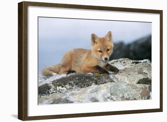 Red Fox Cub Resting on Rock-null-Framed Photographic Print