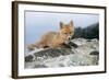 Red Fox Cub Resting on Rock-null-Framed Photographic Print