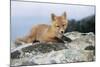 Red Fox Cub Resting on Rock-null-Mounted Photographic Print