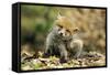 Red Fox Cub Scratching its Ear-null-Framed Stretched Canvas