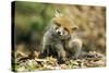 Red Fox Cub Scratching its Ear-null-Stretched Canvas