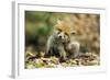 Red Fox Cub Scratching its Ear-null-Framed Photographic Print