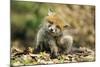 Red Fox Cub Scratching its Ear-null-Mounted Photographic Print