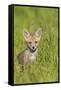 Red Fox Cub Sitting in Meadow-null-Framed Stretched Canvas