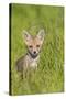 Red Fox Cub Sitting in Meadow-null-Stretched Canvas