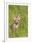 Red Fox Cub Sitting in Meadow-null-Framed Photographic Print