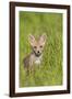 Red Fox Cub Sitting in Meadow-null-Framed Photographic Print
