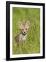 Red Fox Cub Sitting in Meadow-null-Framed Photographic Print