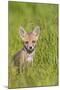 Red Fox Cub Sitting in Meadow-null-Mounted Photographic Print