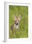 Red Fox Cub Sitting in Meadow-null-Framed Photographic Print