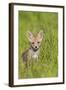 Red Fox Cub Sitting in Meadow-null-Framed Photographic Print