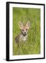 Red Fox Cub Sitting in Meadow-null-Framed Photographic Print