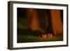 Red fox cubs emerging from their forest den in evening, UK-Andrew Parkinson-Framed Photographic Print