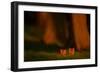 Red fox cubs emerging from their forest den in evening, UK-Andrew Parkinson-Framed Photographic Print