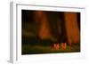 Red fox cubs emerging from their forest den in evening, UK-Andrew Parkinson-Framed Photographic Print