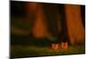 Red fox cubs emerging from their forest den in evening, UK-Andrew Parkinson-Mounted Photographic Print