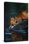 Red Fox Drinking Water-W^ Perry Conway-Stretched Canvas