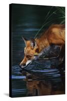 Red Fox Drinking Water-W^ Perry Conway-Stretched Canvas