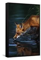 Red Fox Drinking Water-W^ Perry Conway-Framed Stretched Canvas