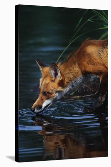 Red Fox Drinking Water-W^ Perry Conway-Stretched Canvas