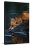 Red Fox Drinking Water-W^ Perry Conway-Stretched Canvas