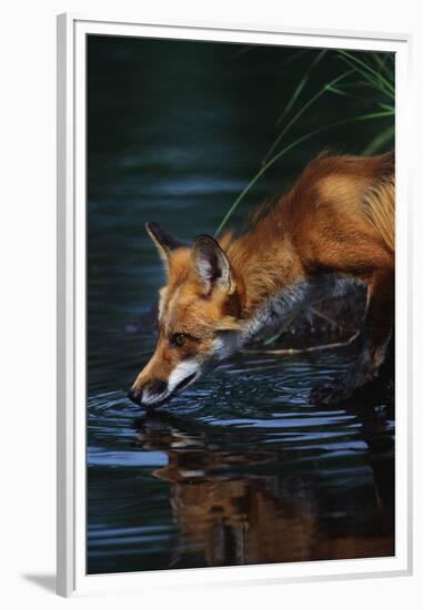 Red Fox Drinking Water-W^ Perry Conway-Framed Premium Photographic Print