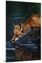 Red Fox Drinking Water-W^ Perry Conway-Mounted Premium Photographic Print