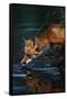 Red Fox Drinking Water-W^ Perry Conway-Framed Stretched Canvas