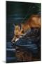 Red Fox Drinking Water-W^ Perry Conway-Mounted Photographic Print