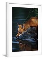 Red Fox Drinking Water-W^ Perry Conway-Framed Photographic Print