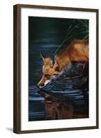 Red Fox Drinking Water-W^ Perry Conway-Framed Photographic Print