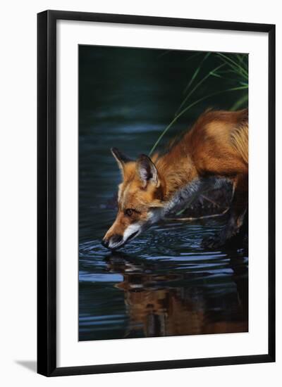 Red Fox Drinking Water-W^ Perry Conway-Framed Photographic Print