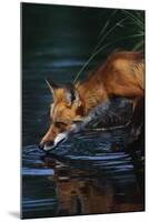 Red Fox Drinking Water-W^ Perry Conway-Mounted Photographic Print