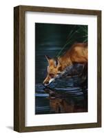 Red Fox Drinking Water-W^ Perry Conway-Framed Photographic Print