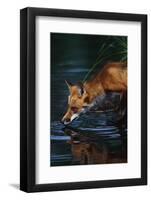Red Fox Drinking Water-W^ Perry Conway-Framed Photographic Print