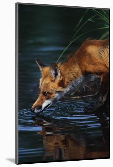 Red Fox Drinking Water-W^ Perry Conway-Mounted Photographic Print