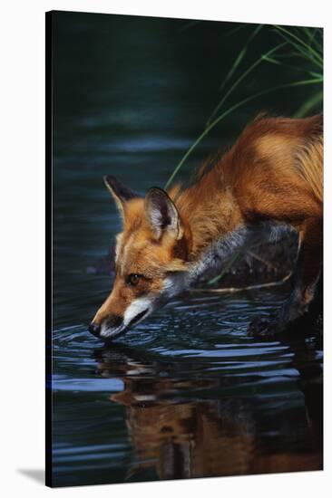 Red Fox Drinking Water-W^ Perry Conway-Stretched Canvas