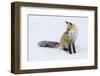 Red Fox during winter-Ken Archer-Framed Photographic Print