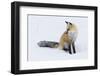 Red Fox during winter-Ken Archer-Framed Photographic Print