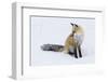 Red Fox during winter-Ken Archer-Framed Photographic Print