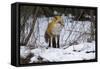 Red Fox Foraging-Joe McDonald-Framed Stretched Canvas