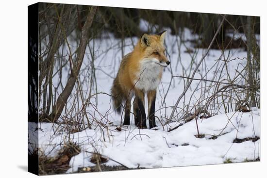 Red Fox Foraging-Joe McDonald-Stretched Canvas