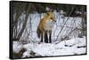 Red Fox Foraging-Joe McDonald-Framed Stretched Canvas