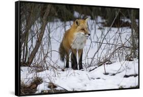 Red Fox Foraging-Joe McDonald-Framed Stretched Canvas