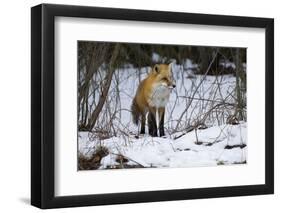 Red Fox Foraging-Joe McDonald-Framed Premium Photographic Print