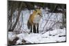 Red Fox Foraging-Joe McDonald-Mounted Premium Photographic Print