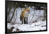 Red Fox Foraging-Joe McDonald-Framed Photographic Print